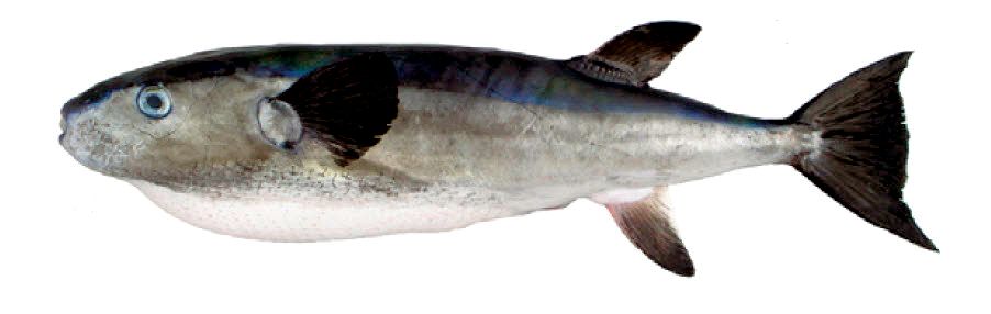 Lagocephalus lagocephalus_08.jpg